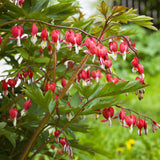 Bleeding Heart - Burning Hearts PPAF