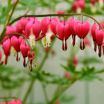 Bleeding Heart - Burning Hearts PPAF