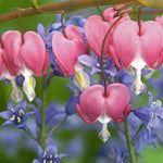 Bleeding Heart - Pink