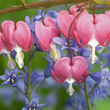 Bleeding Heart - Pink