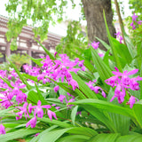 Bletilla Striata - Hardy Garden Orchid
