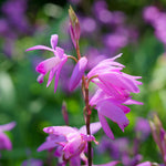 Bletilla Striata - Hardy Garden Orchid