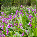 Bletilla Striata - Hardy Garden Orchid