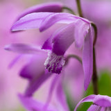 Bletilla Striata - Hardy Garden Orchid