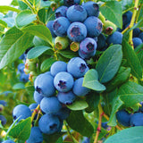Blueberry - Patch Collection - GMO Free