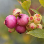 Blueberry - Pink Lemonade - GMO Free