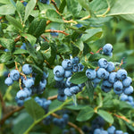 Blueberry - Bluecrop - GMO Free