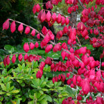 Burning Bush - Red