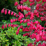 Burning Bush - Red