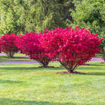 Burning Bush - Red