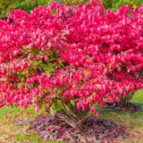 Burning Bush - Red