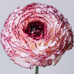 Ranunculus - Buttercups - Cappuccino