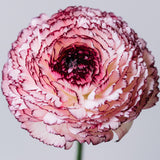 Ranunculus - Buttercups - Cappuccino