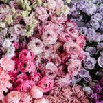 Ranunculus - Buttercups - Cappuccino