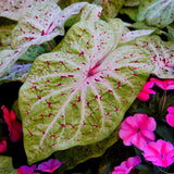 Caladium - Dwarf Miss Muffet