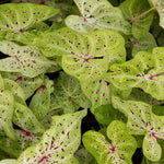 Caladium - Dwarf Miss Muffet