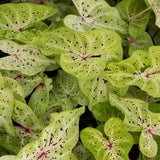 Caladium - Dwarf Miss Muffet