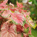 Caladium - Strap Leaf Pink Symphony