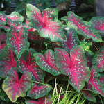 Caladium - Fancy Leaf Red Flash