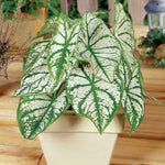 Caladium - Fancy Leaf White Christmas