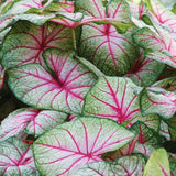 Caladium - Fancy Leaf White Queen