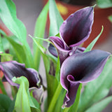 Calla Lily - Akela