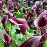 Calla Lily - Akela