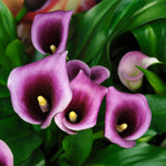 Calla Lily - Akela