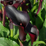 Calla Lily - Black Star