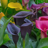 Calla Lily - Black Star