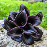 Calla Lily - Black Star