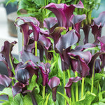 Calla Lily - Black Star