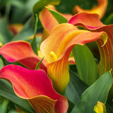 Calla Lily - Captain Fuego - Patio Kit - with Yellow Metal Planter and Growers Pot