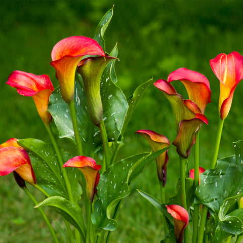 calla lily planter Calla Lily - Captain Fuego - Patio Kit