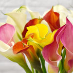Calla Lily - Captain Fuego - Patio Kit - with Yellow Metal Planter and Growers Pot