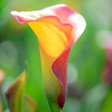 Calla Lily - Captain Fuego - Patio Kit - with Yellow Metal Planter and Growers Pot