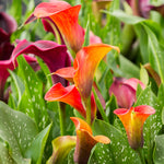 Calla Lily - Collection - 4 Varieties