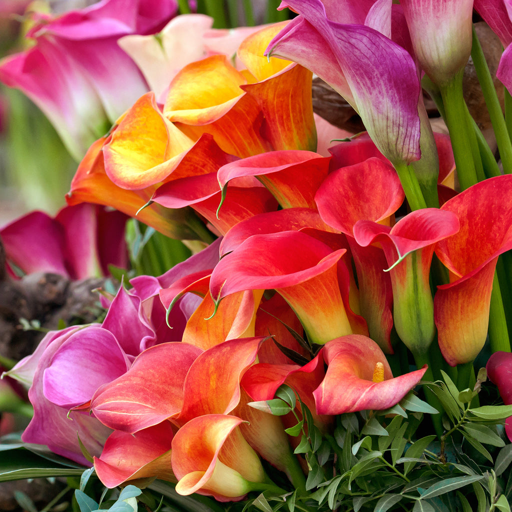 Calla Lily Mixed Colors Plantcetera calla-lily-mixed-colors-plantcetera