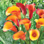 Color Your Garden Orange - Collection