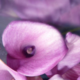 Calla Lily - Lavender Sensation