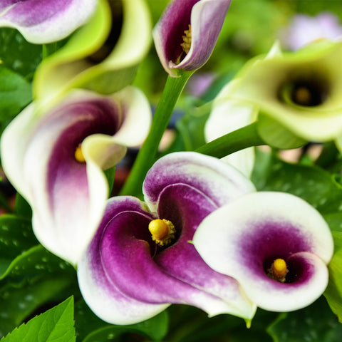 picasso calla lily plant Calla Lily