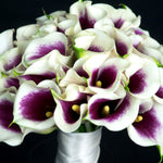 Calla Lily - Picasso