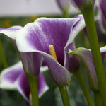 Calla Lily - Picasso