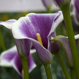 Calla Lily - Picasso