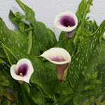 Calla Lily - Picasso