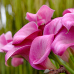 Calla Lily - Pink Jewel