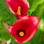 Calla Lily - Indian Summer