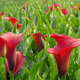Calla Lily - Indian Summer