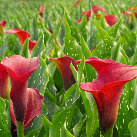 can you plant calla lilies in the summer Calla Lily