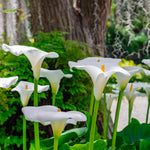 Calla - aethiopica